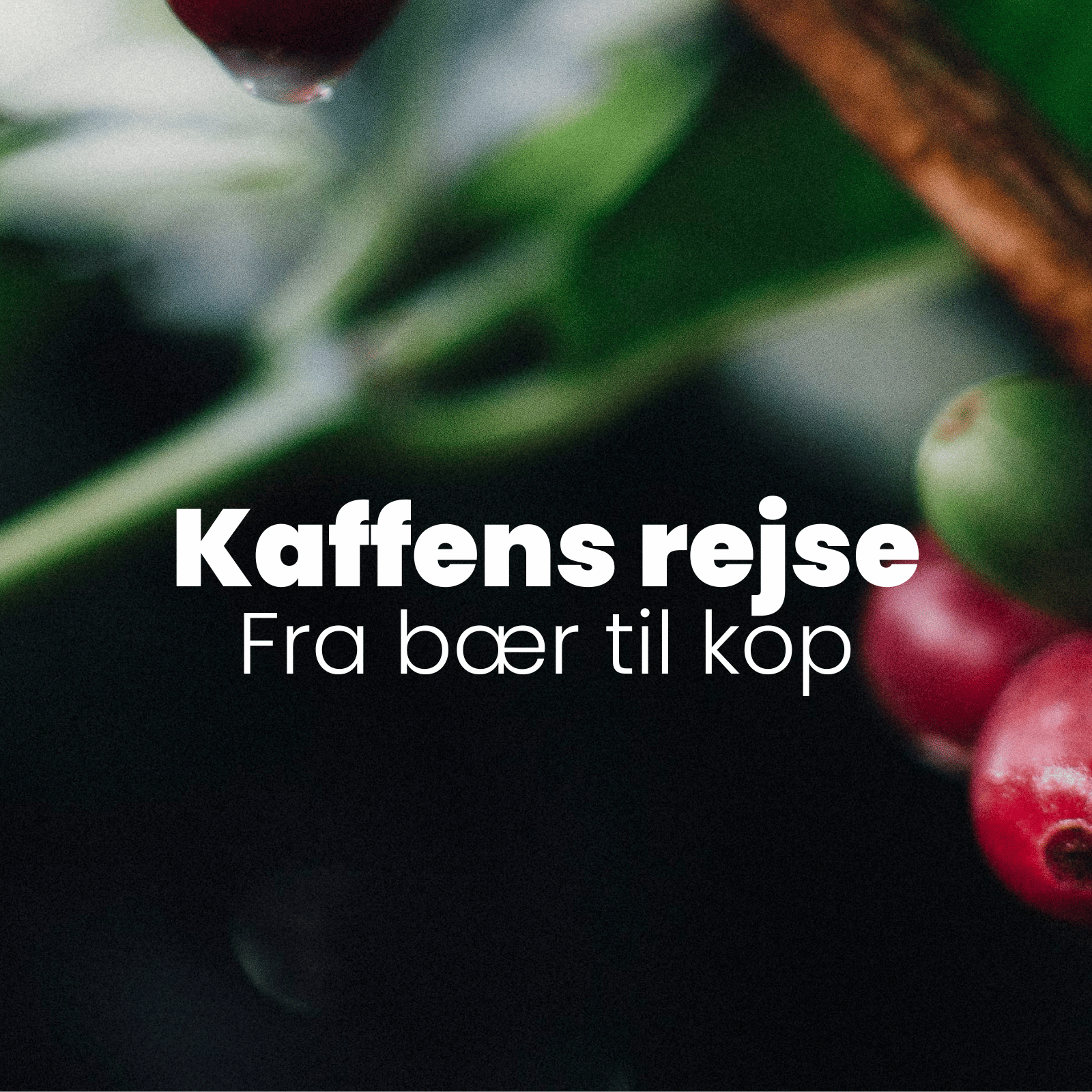 Kaffens Rejse