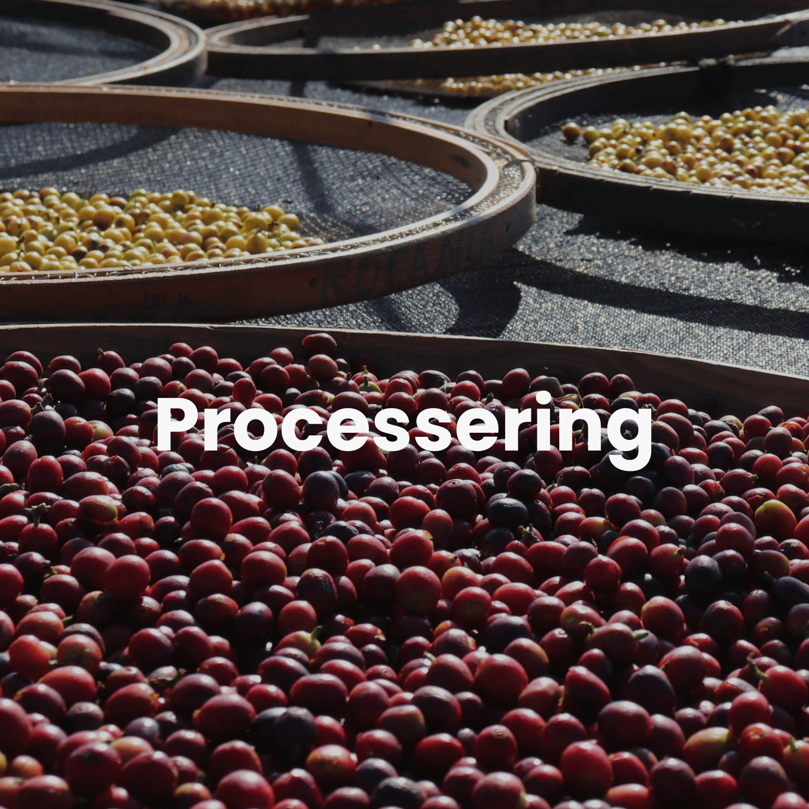 Processering af kaffe