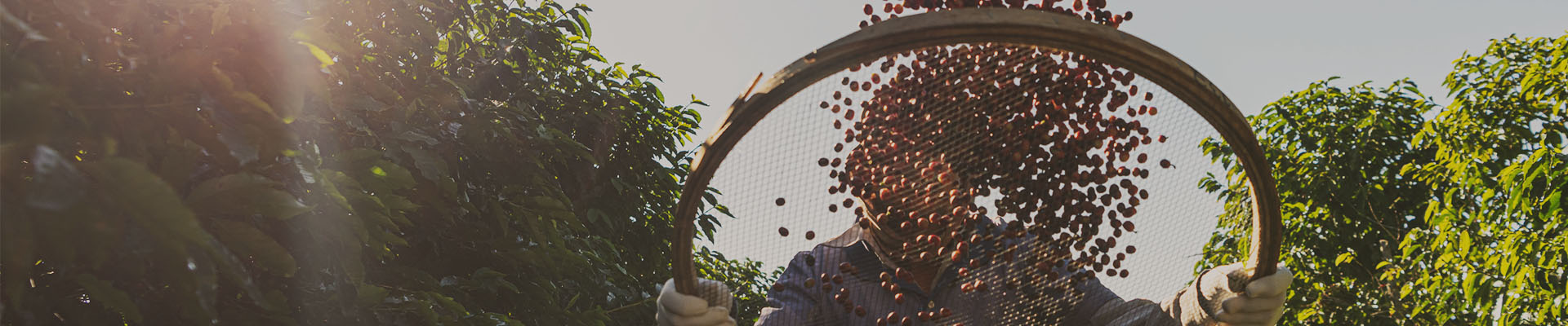 En kaffefarmer står blandt kaffeplanter og ryster kaffebær i en stor si for at sortere bærene.