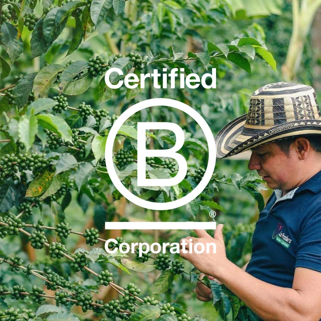 Mand der ser på kaffeplante med grønne bær. Certified B Corporation logo i forgrunden.