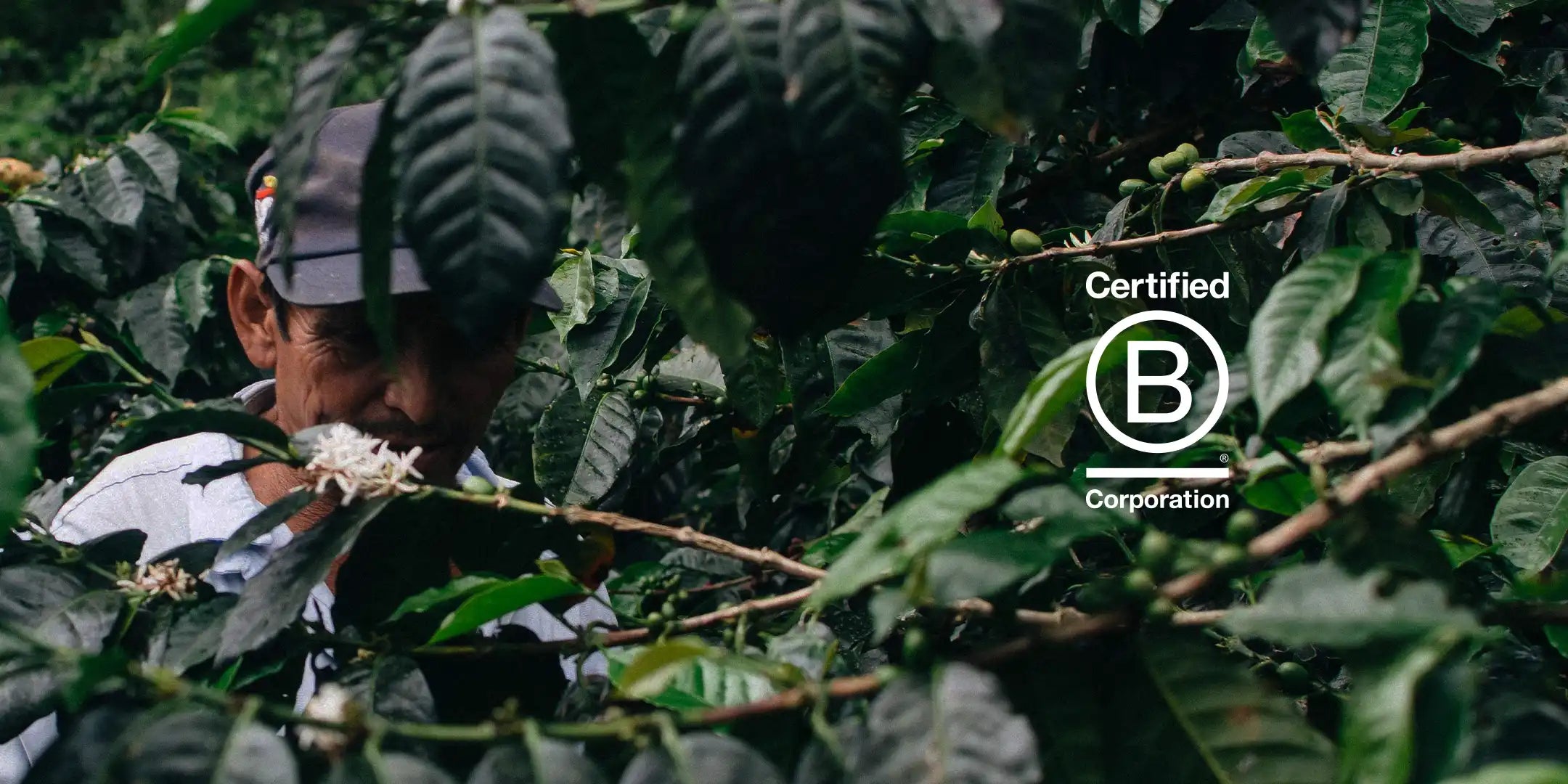 B Corp banner