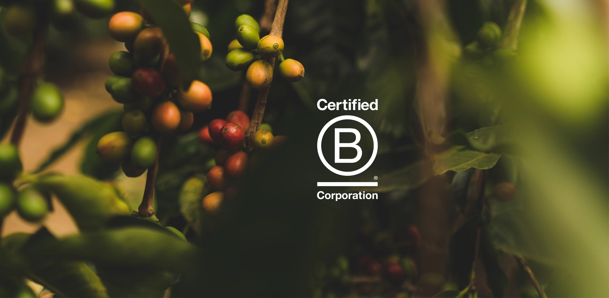 kaffebønner med b corp logo