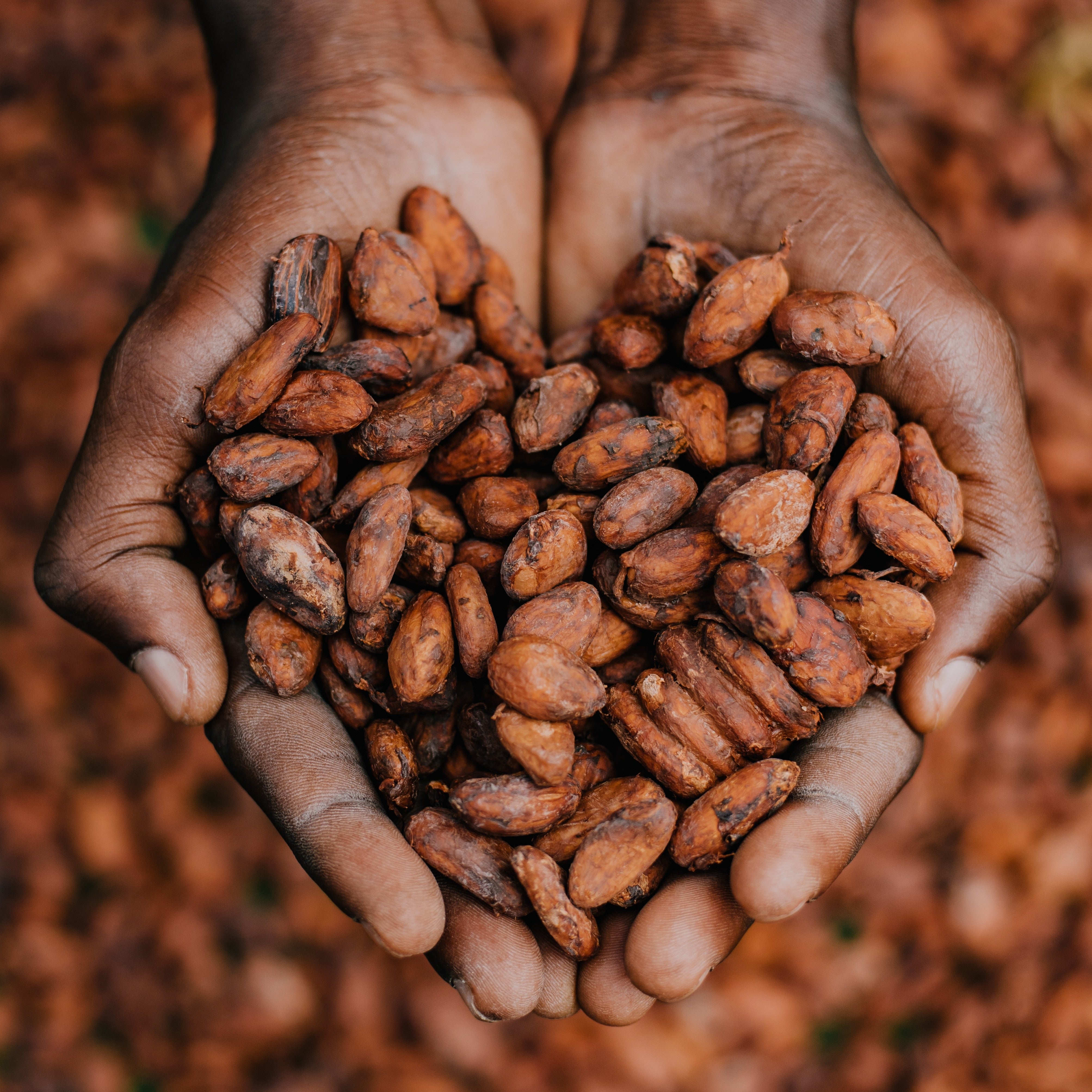 Hånd med kakaobønner formet som et hjerte