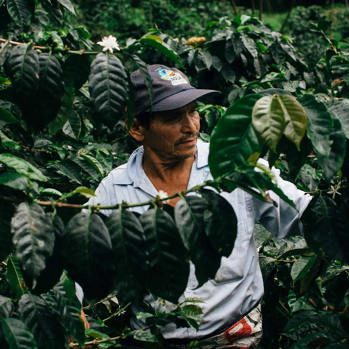 Kaffefarmer