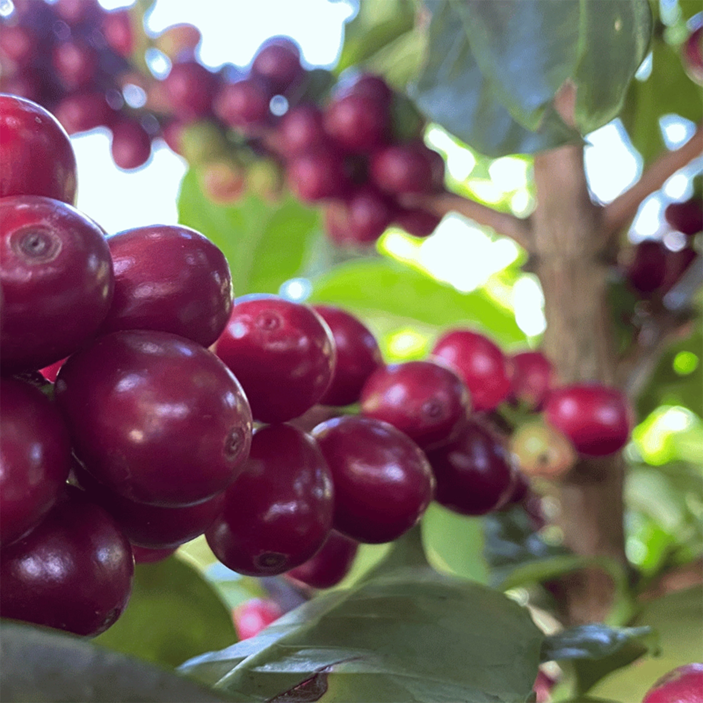 røde kaffebær på kaffetræ
