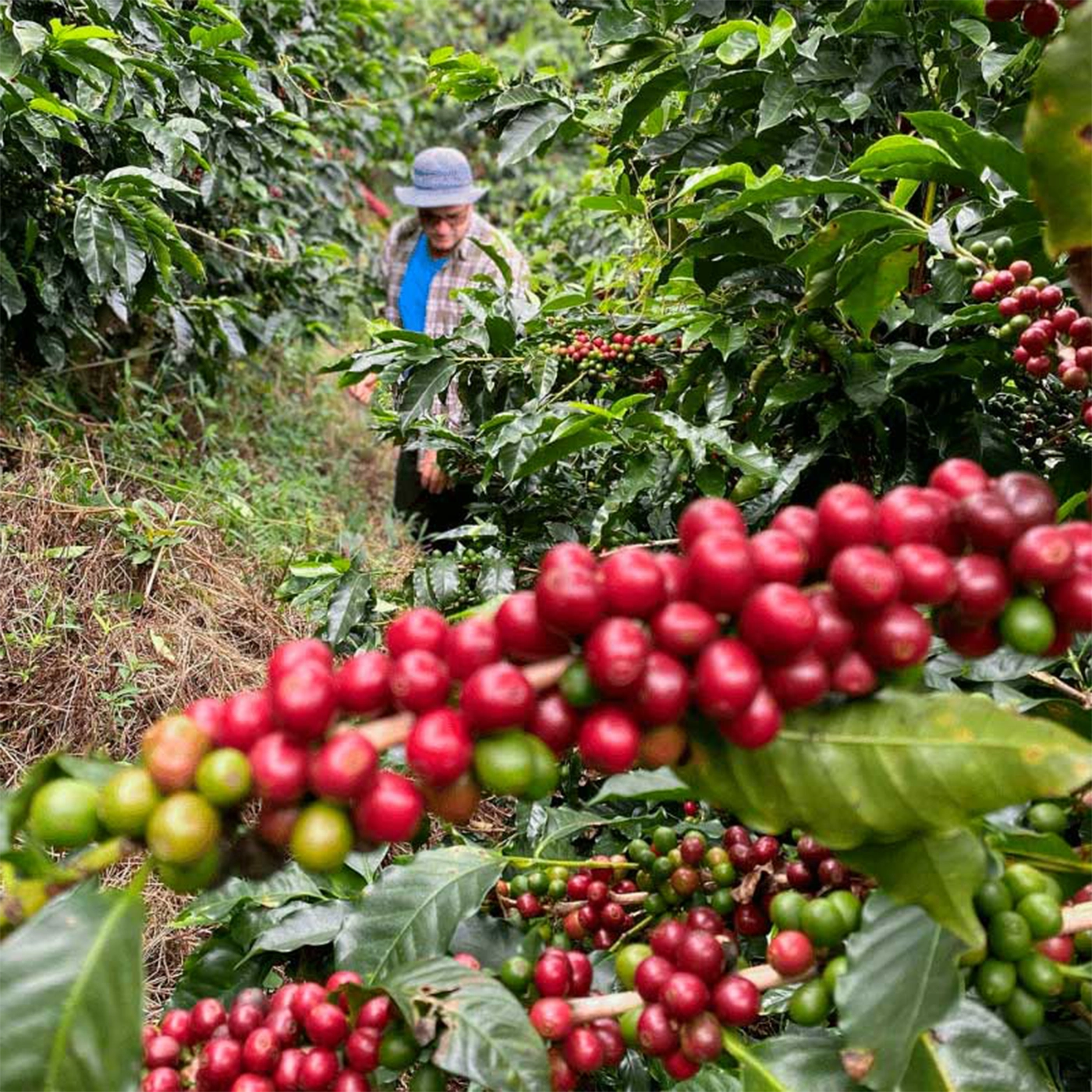 kaffefarmer blandt kaffetræer og kaffebær