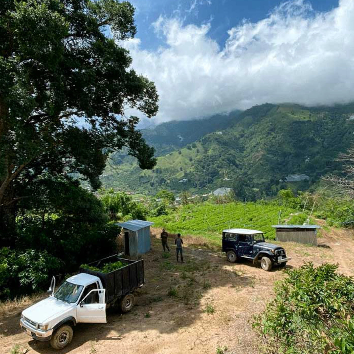 kaffelandskab i Costa Rica