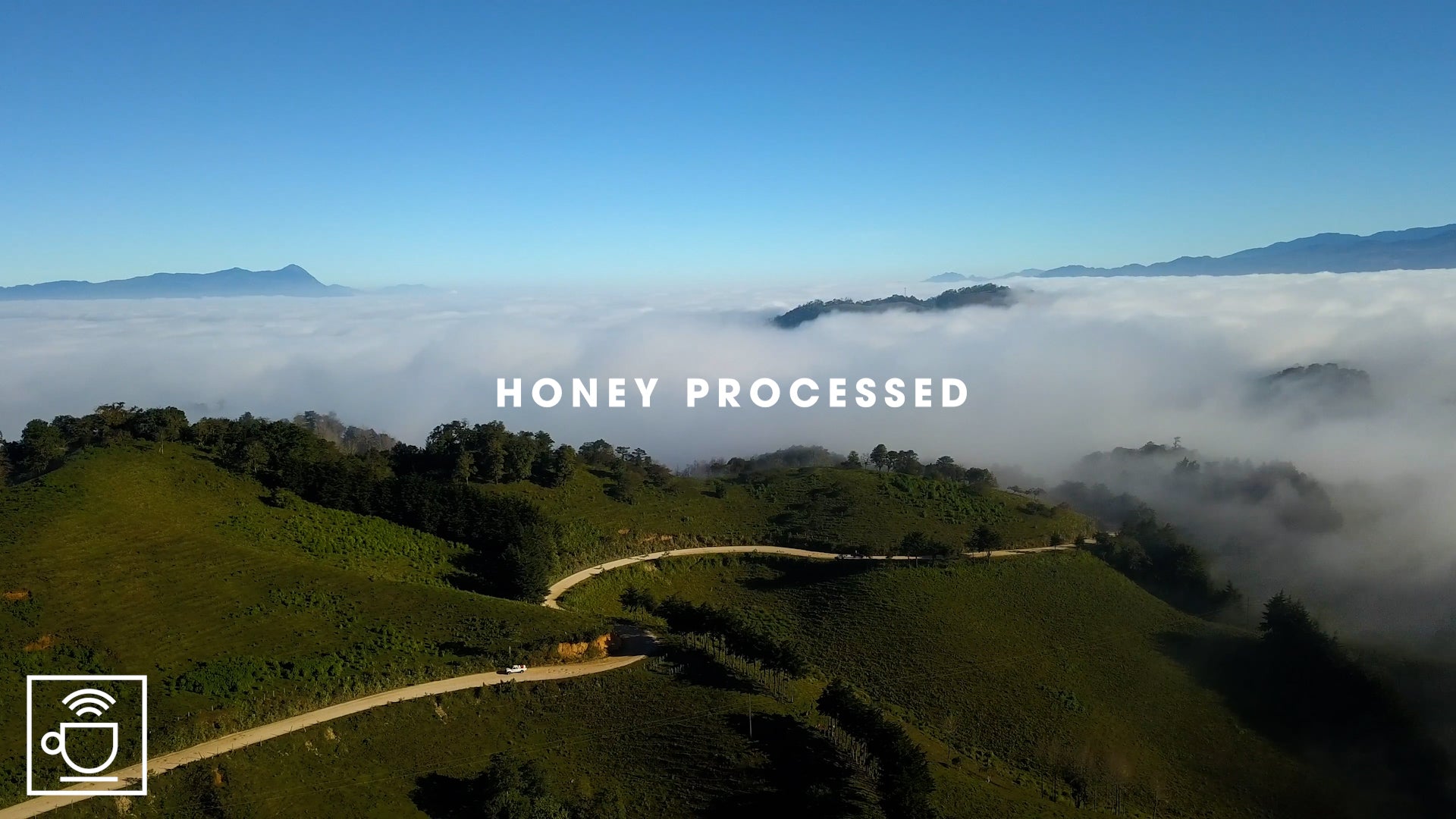 Videocoverbillede af honey processed kaffe