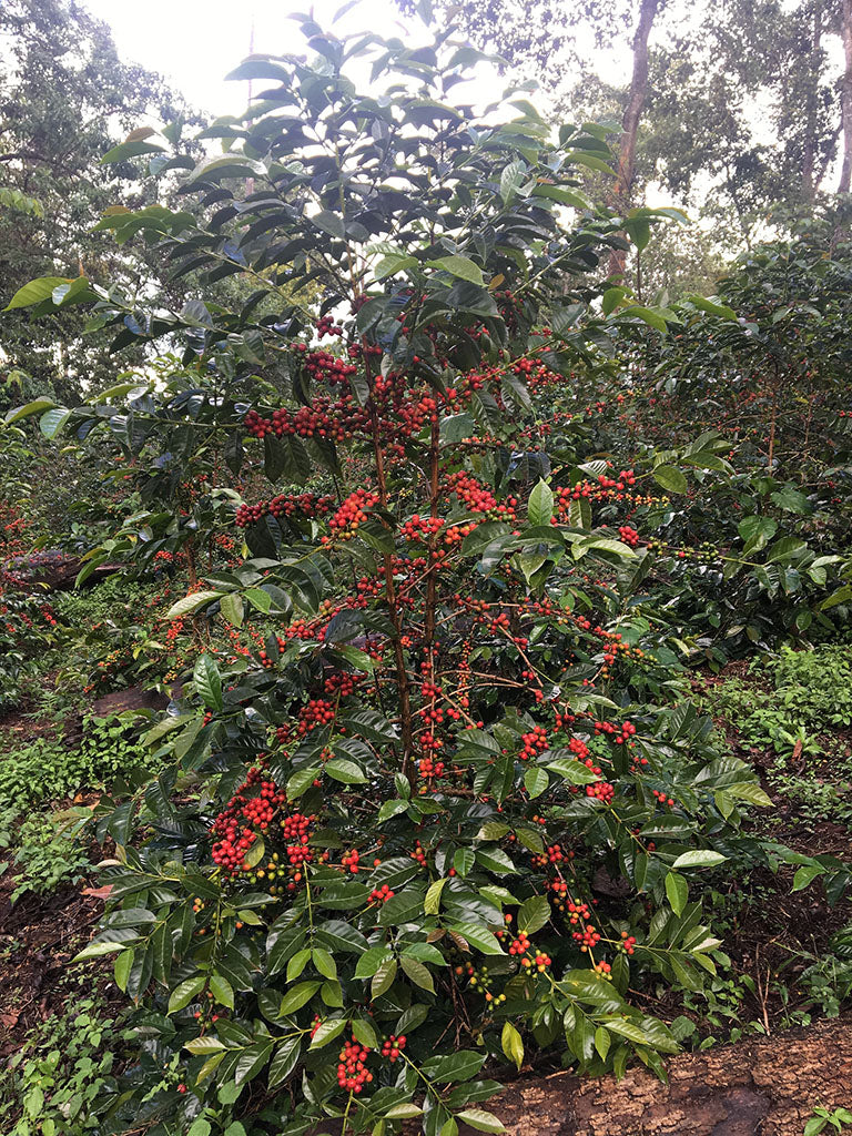 Kayon Mountain - Etiopien