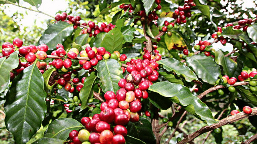 Grene med modne kaffebær.