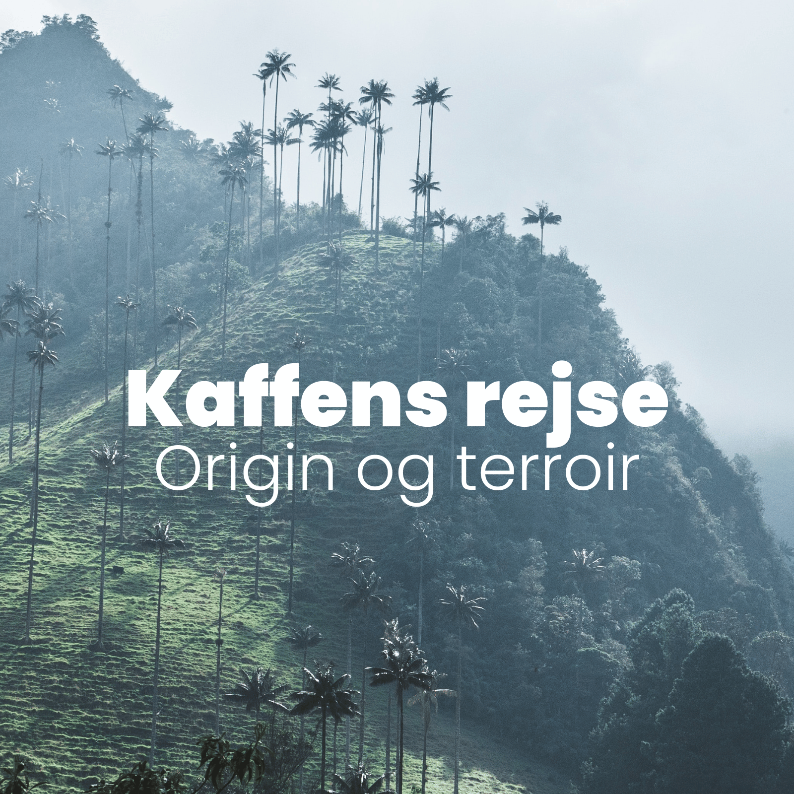 Origin og terroir