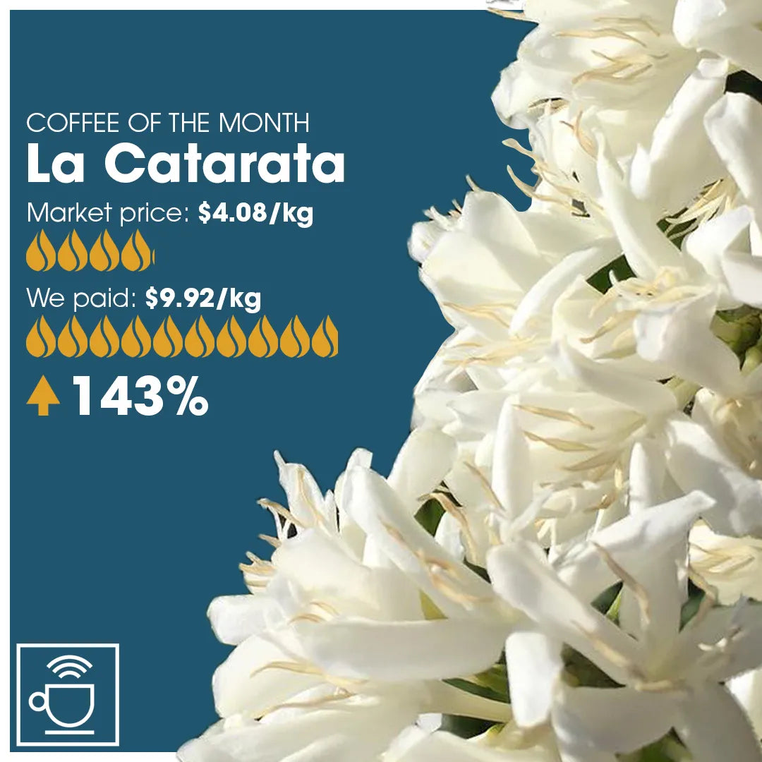 Infolabel for kaffen La Catarata med sammenligning af, hvad vi har betalt og FOB prisen.
