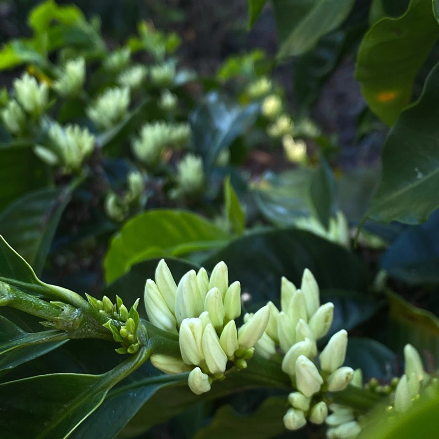 blomstrende kaffetræ