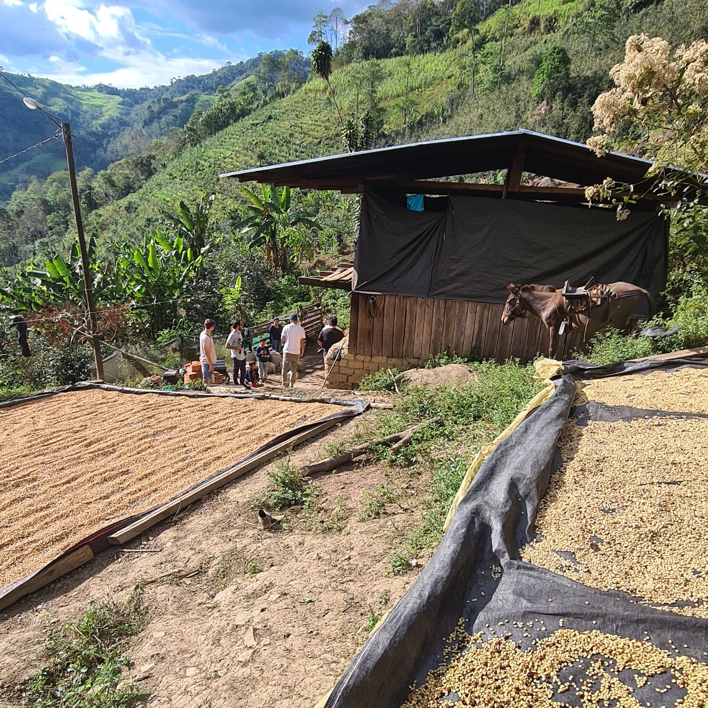 landskab med kaffe til tørring