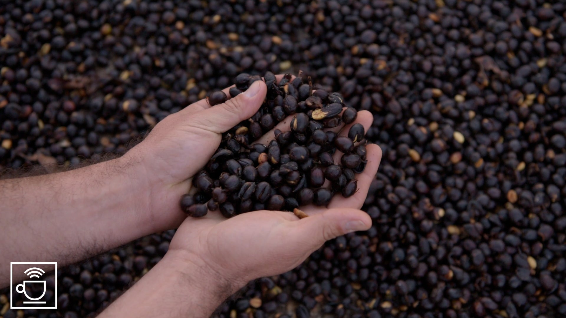 Videocover af natural kaffe
