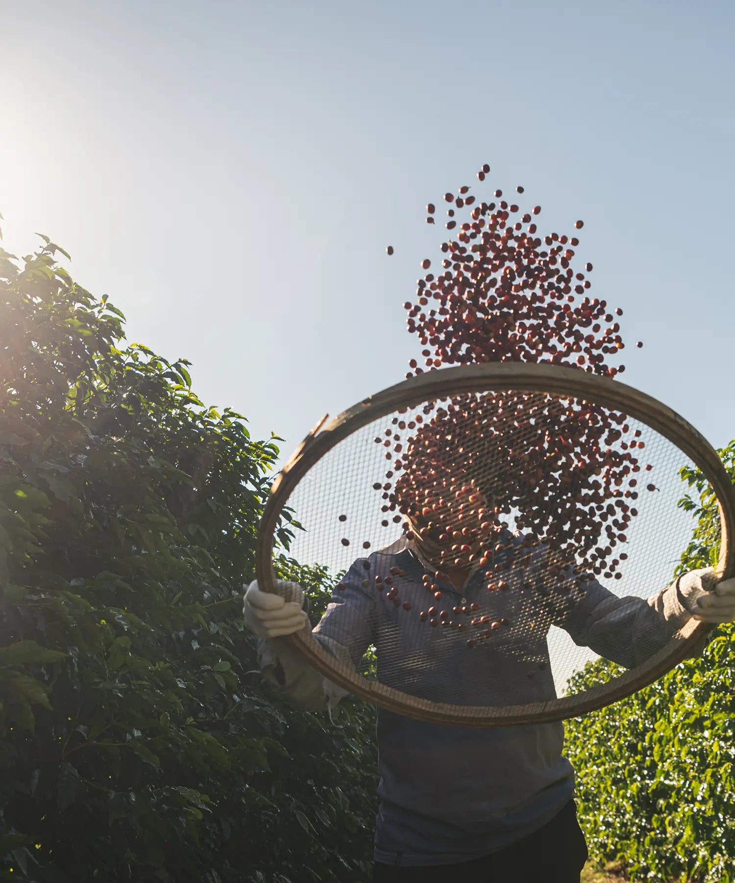 kaffefarmer kaster kaffebønner i luften 