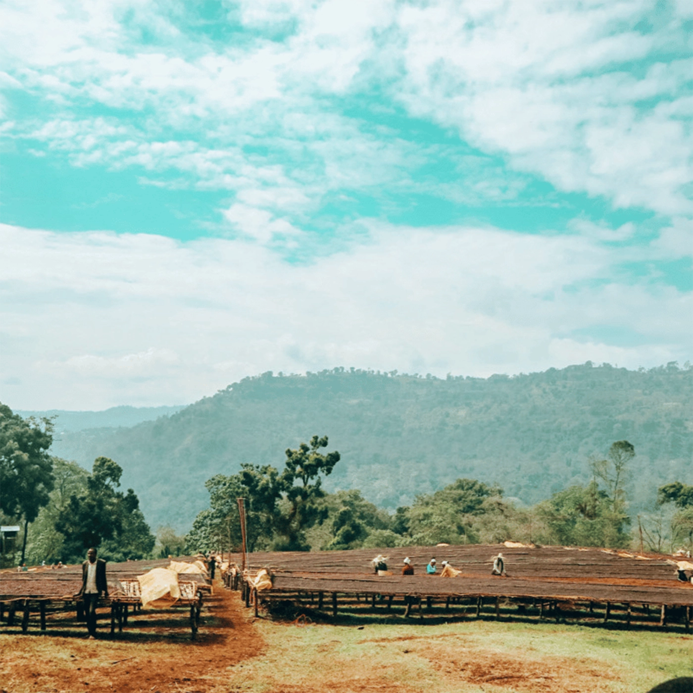 landskab med kaffe til tørring