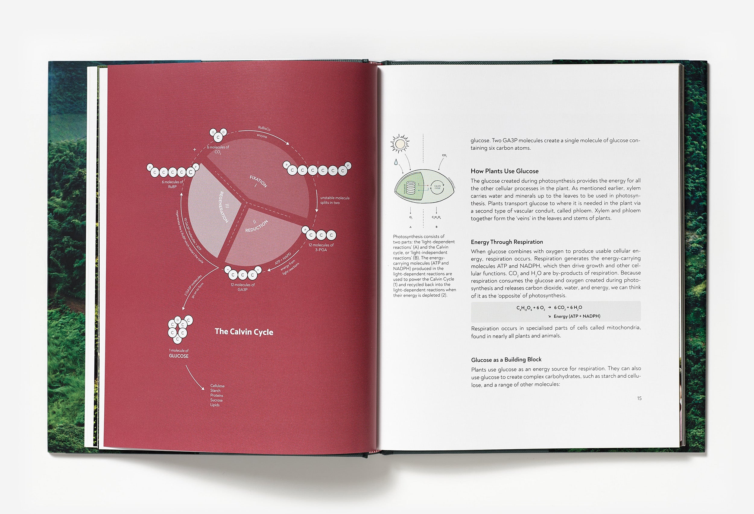 Terroir – Coffee From Seed to Harvest