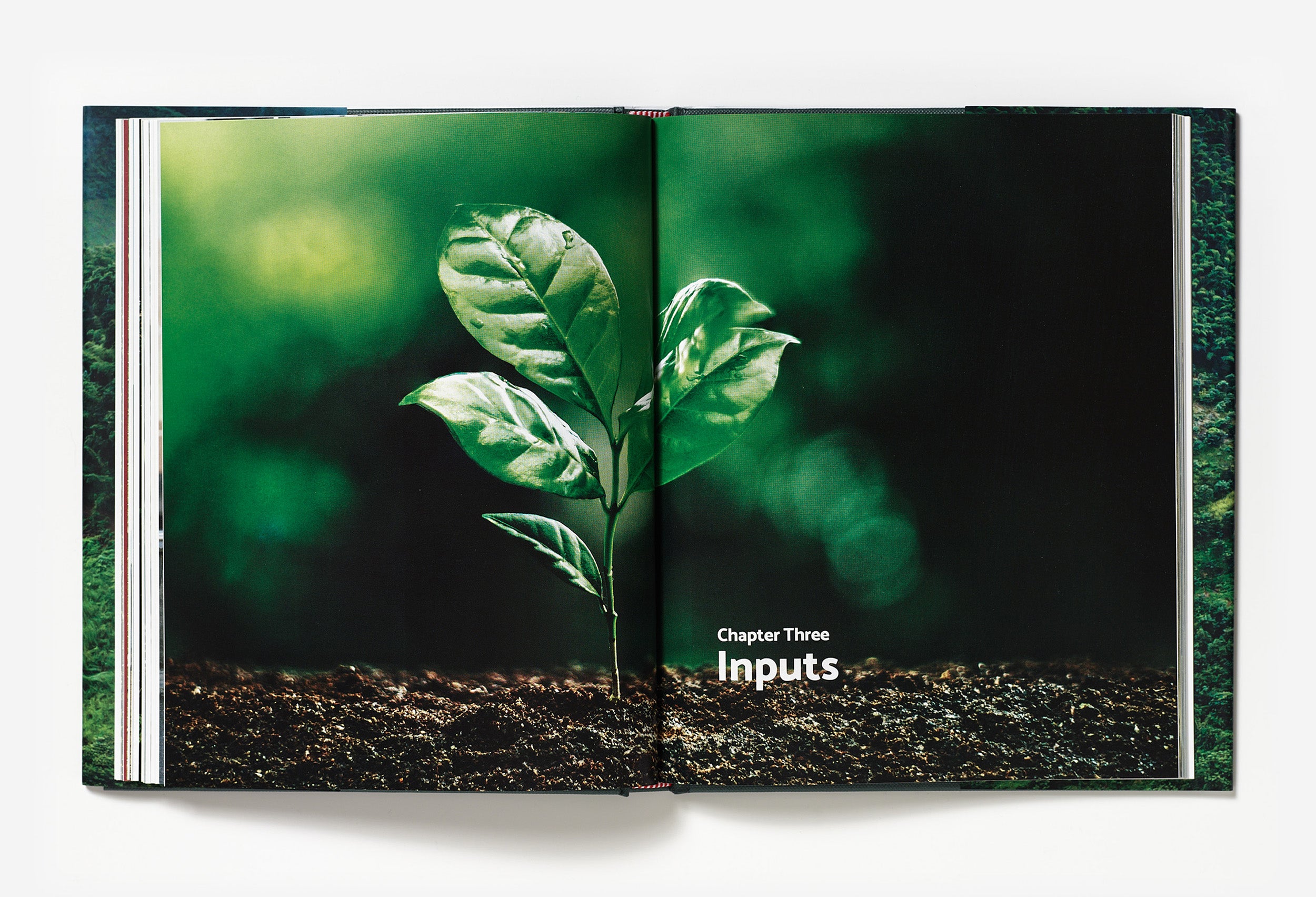Terroir – Coffee From Seed to Harvest