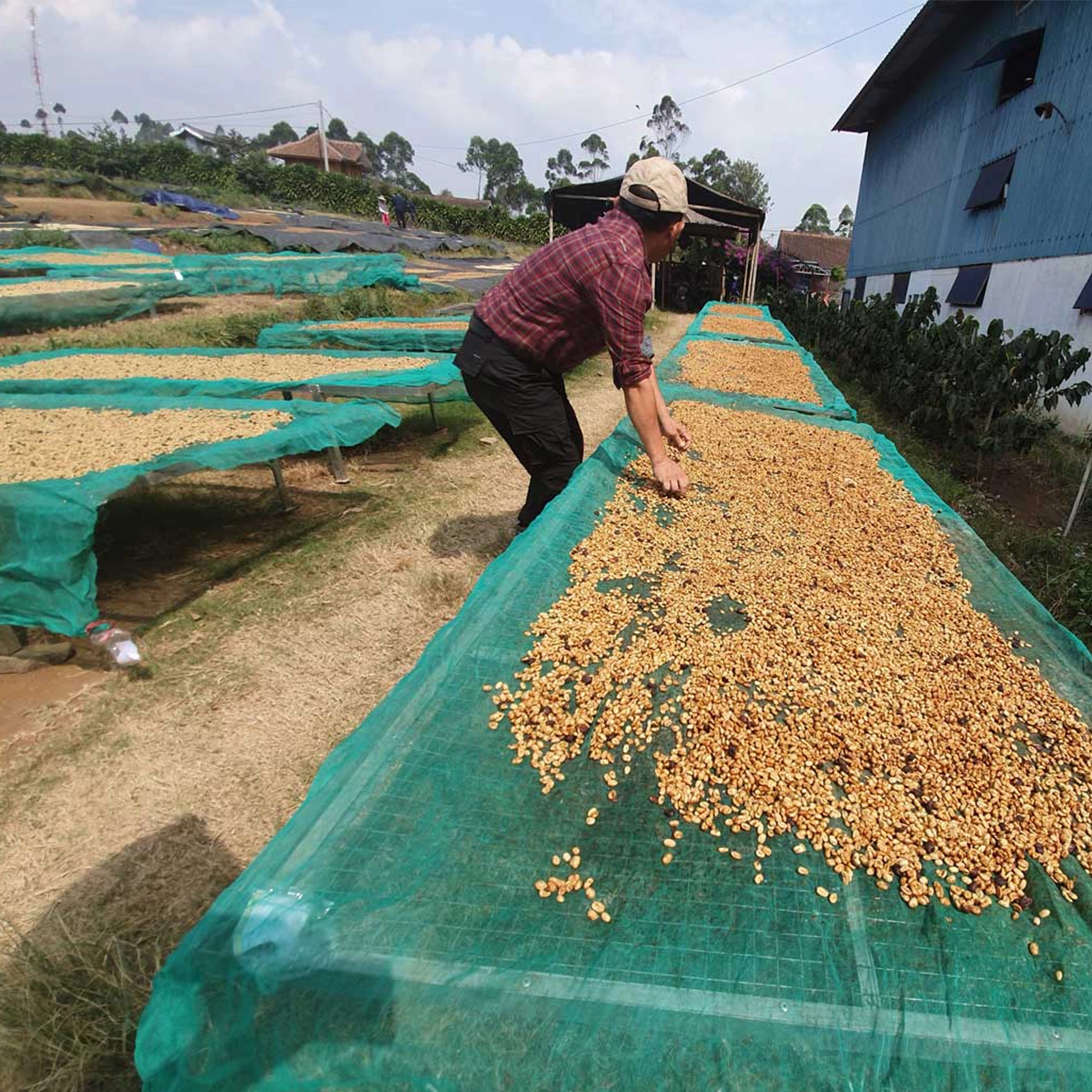 kaffefarmer tørrer kaffe