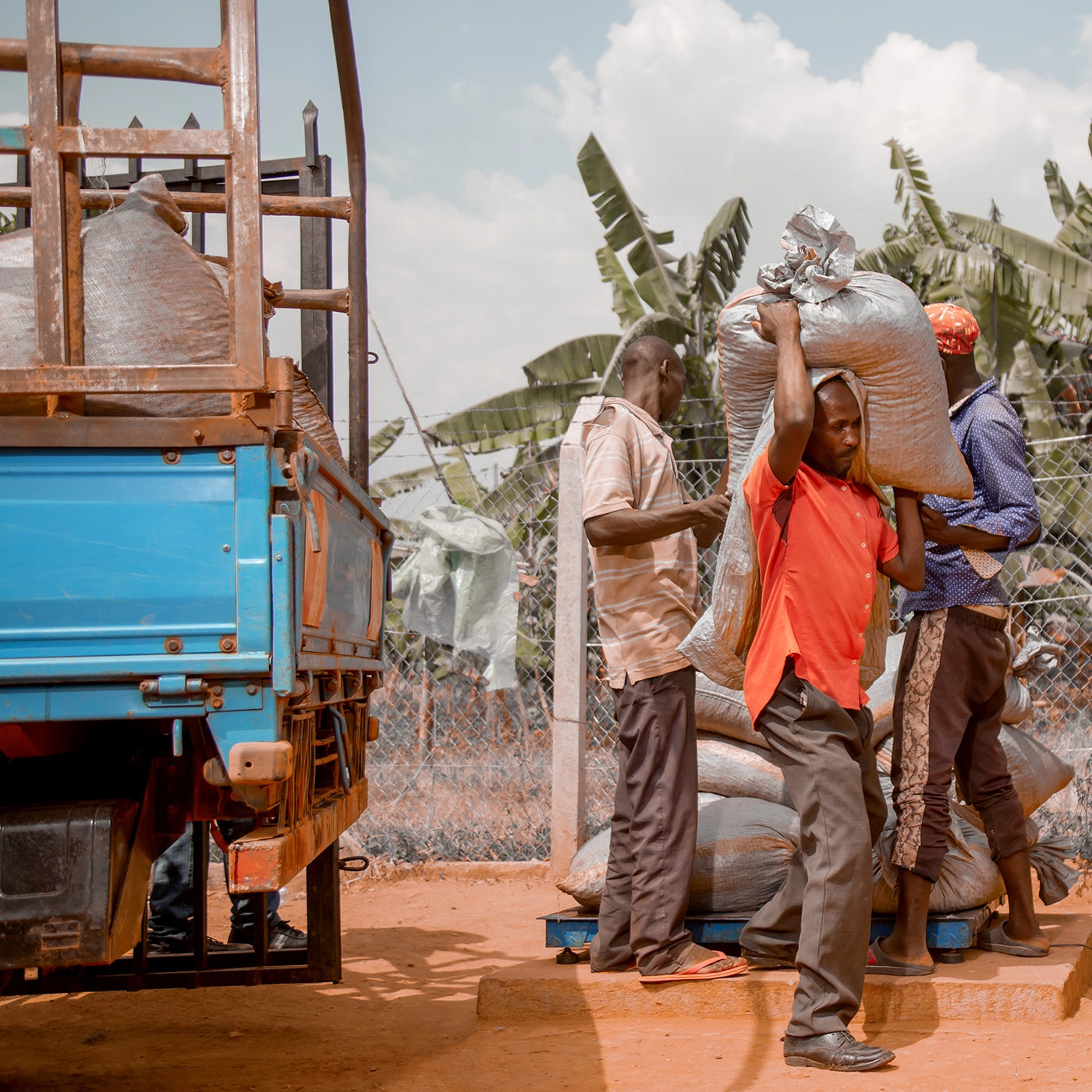 kaffefarmere bærer kaffesække fra lastbil