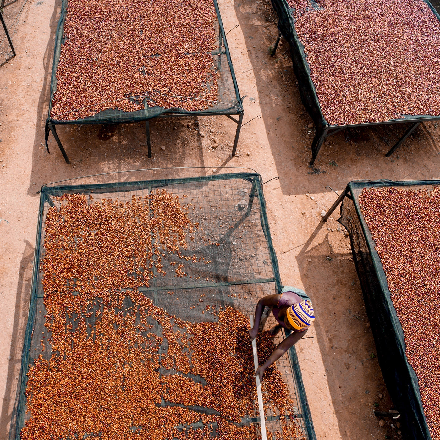 kaffefarmer tørrer kaffe i solen