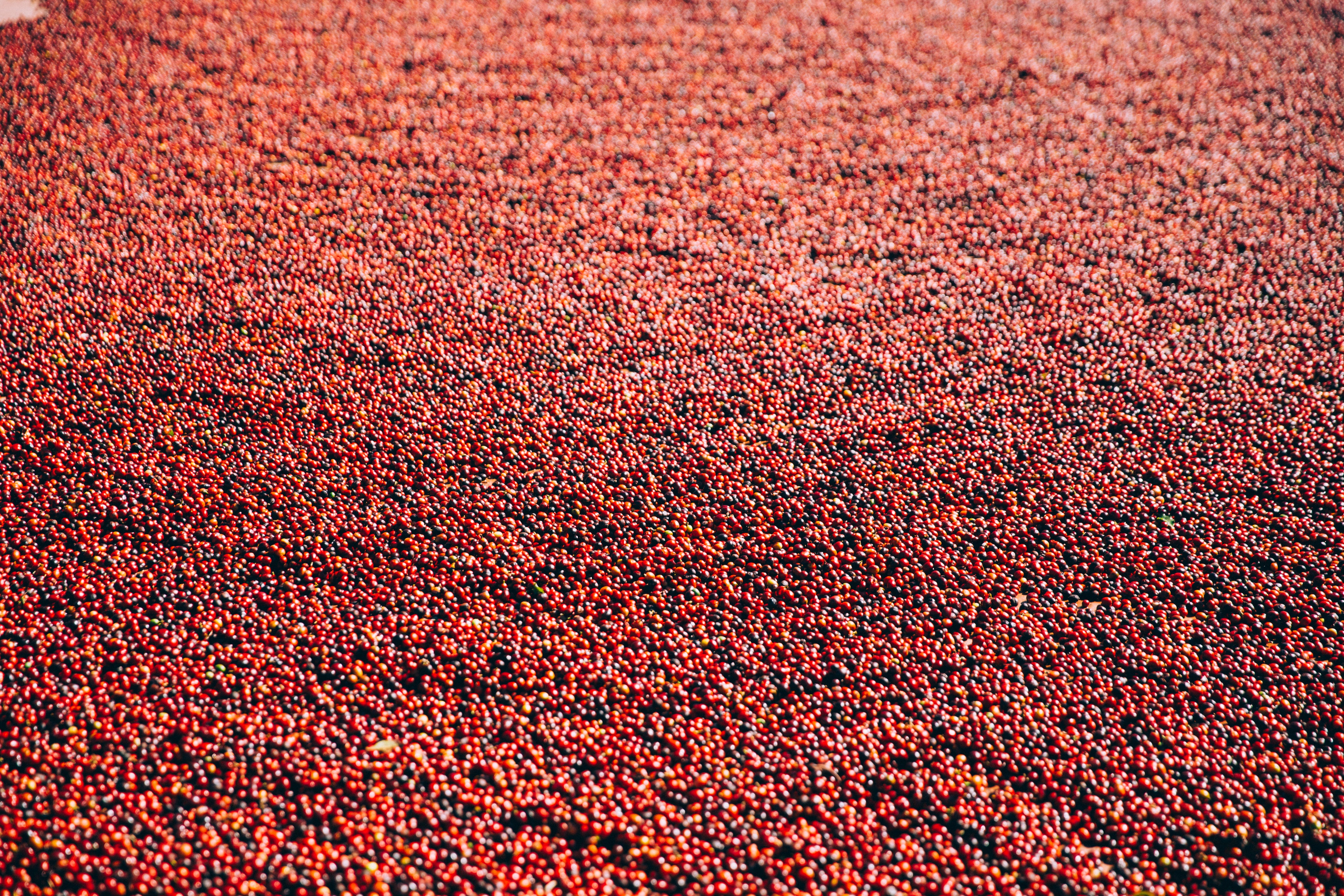 røde høstede kaffebær 