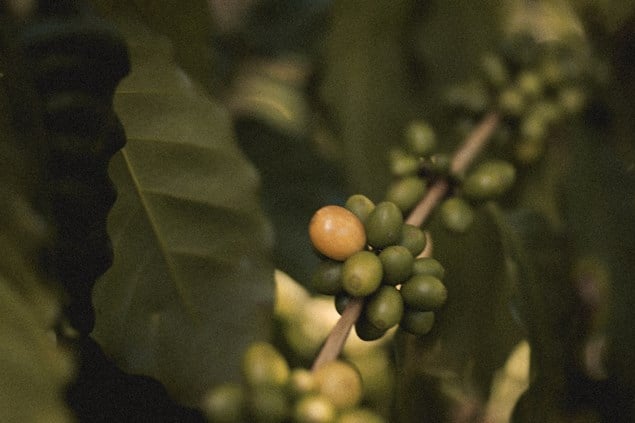 umodne kaffebær