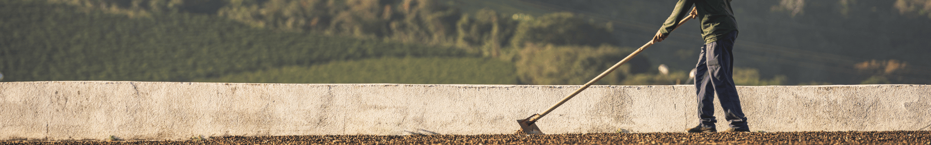 kaffefarmer tørrer kaffe