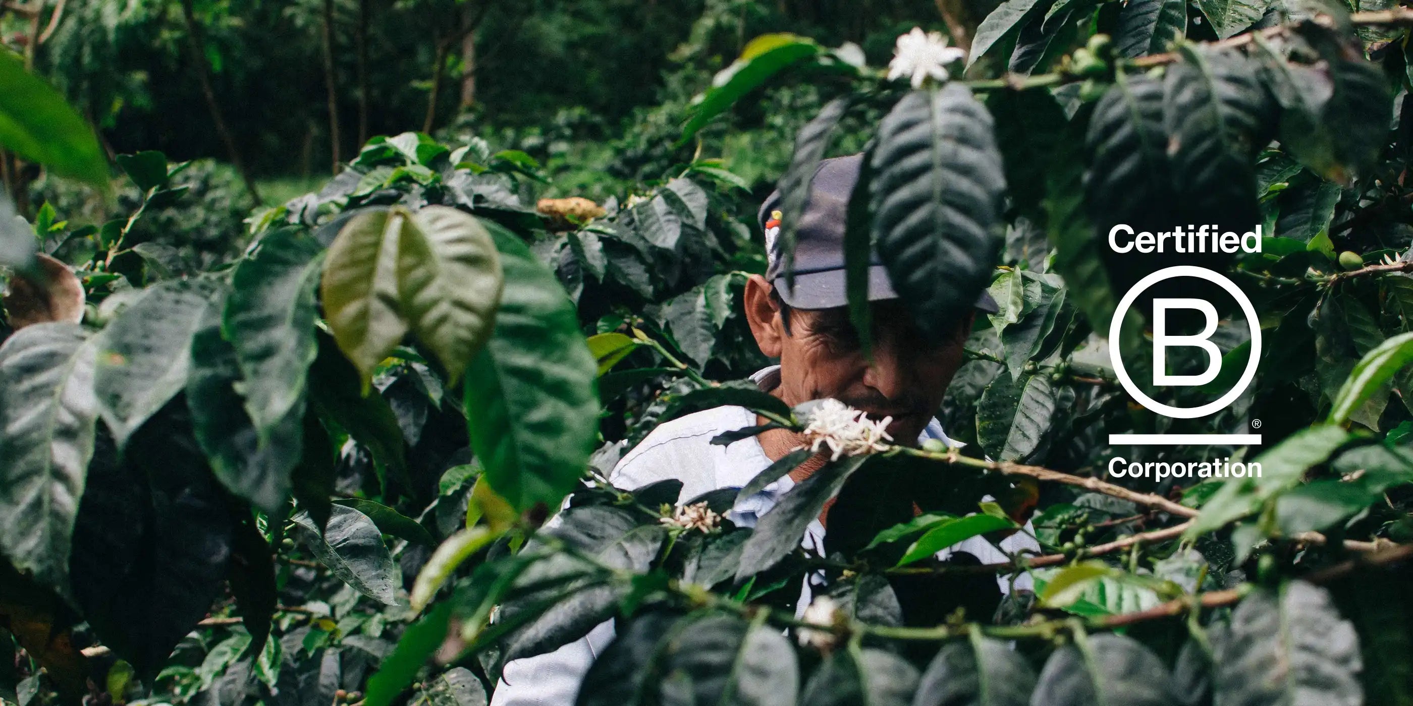 Kaffefarmer blandt planter, med tekst "Certified B Corporation"