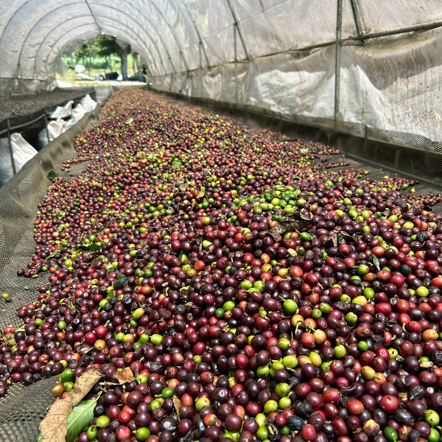 Kaffebær i tørrestadiet.