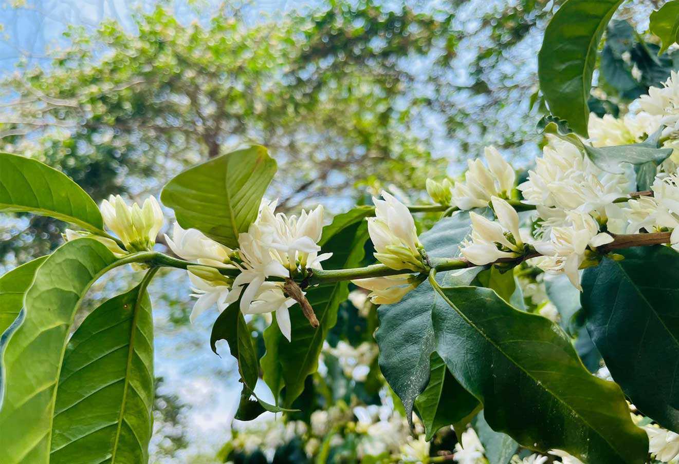 Gren med hvide kaffeblomster.