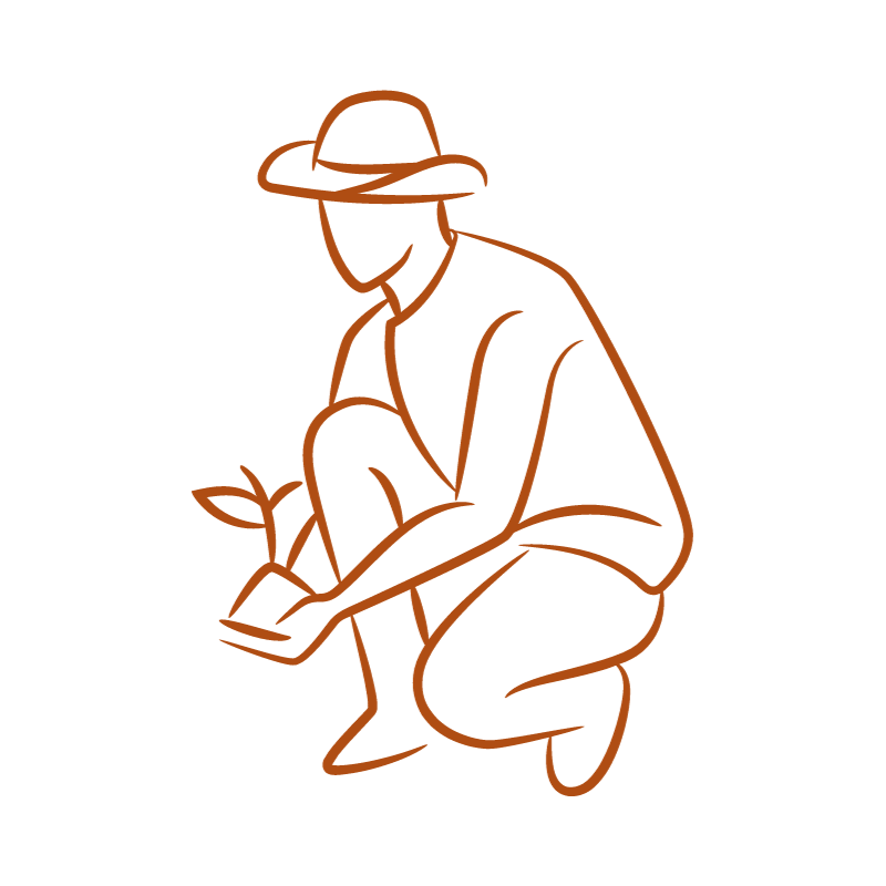 kaffefarmer tegning