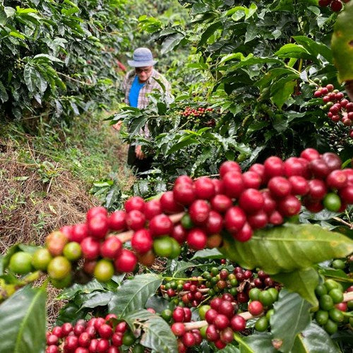 kaffefarmer blandt kaffetræer med kaffebær