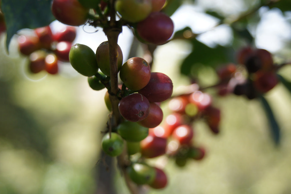 Detaljebillede af kaffebønner på en gren i Ethiopien.