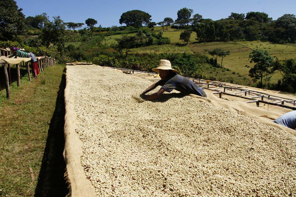 Billede af kaffebønner i tørrestadiet på raised beds i Ethiopien.