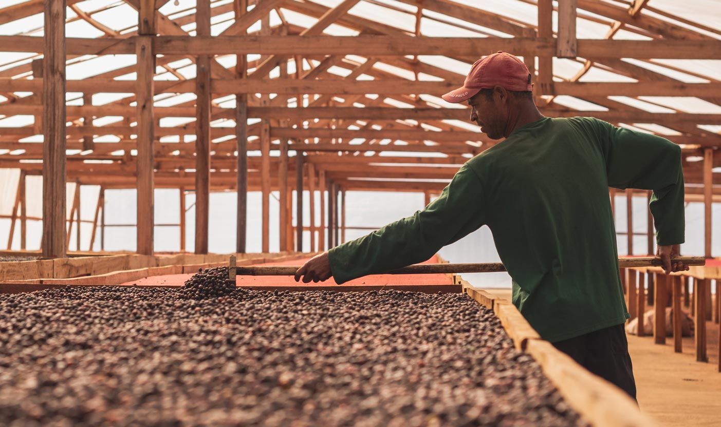 kaffefarmer tørrer kaffe 