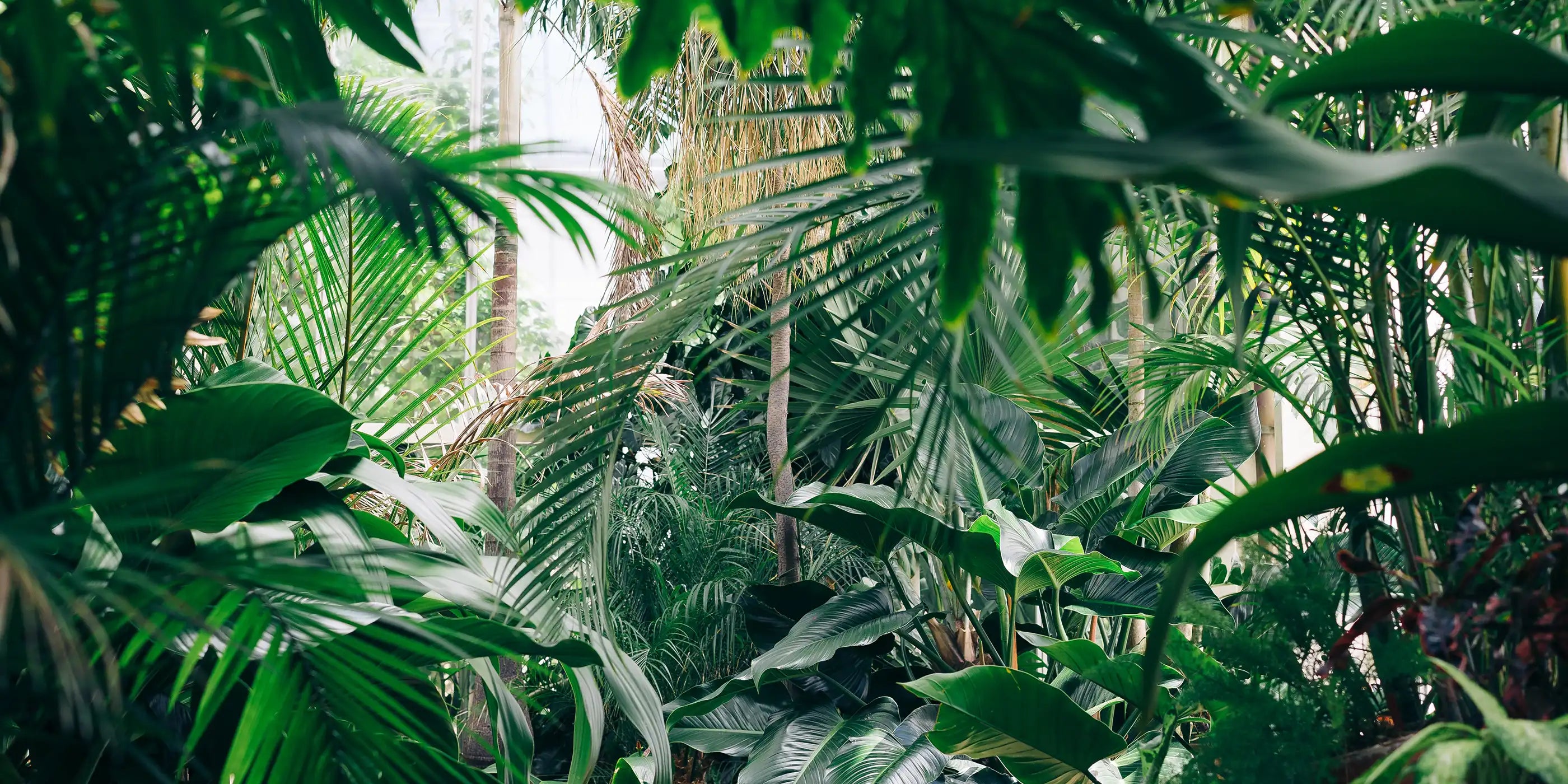 grønne planter, jungle