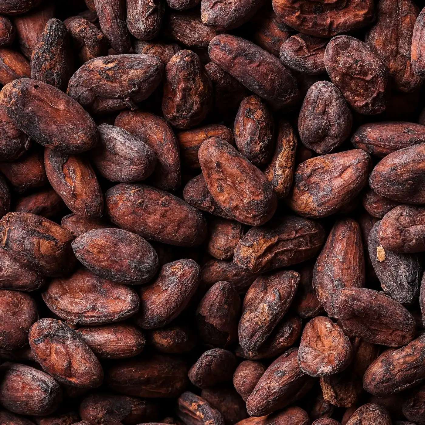 Kakaobønner