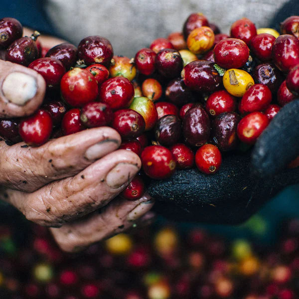 Billede af hænder med våde kaffebønner.