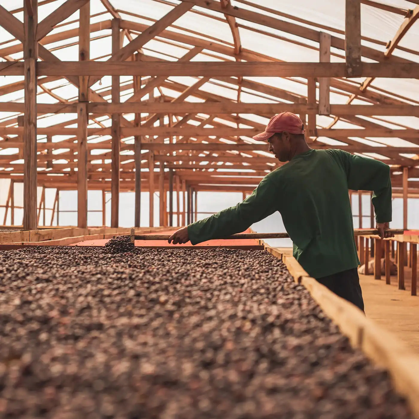 kaffefarmer tørrer kaffe 