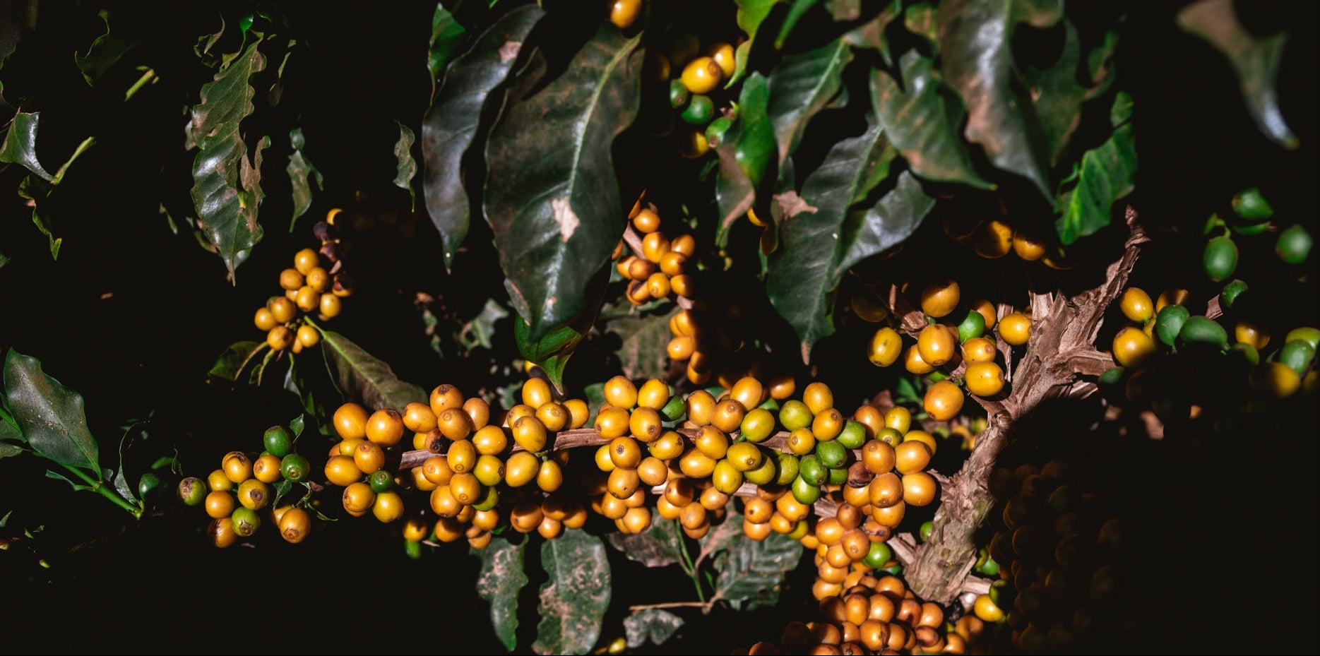 Grønne og gule kaffebønner