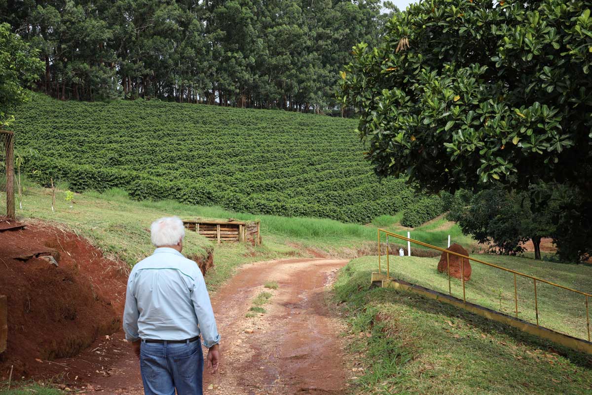 Mand gående væk fra kameraet mod kaffeplanter, Santa Clara i Brazil.