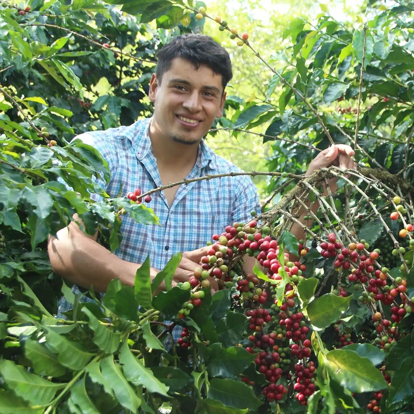 Kaffefarmer med kaffebær