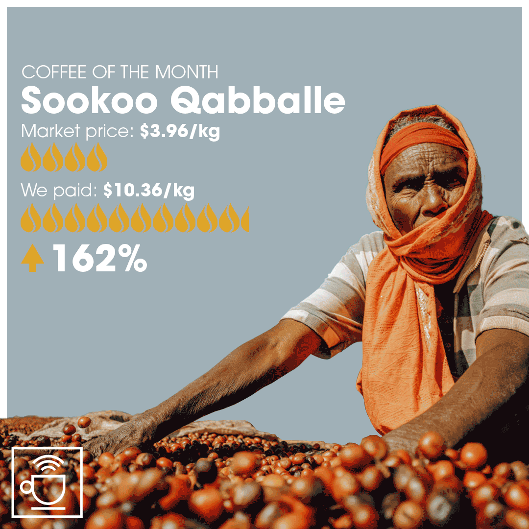 månedens kaffe sookoo qabballe, markedpris $3,96/kg, CleverCoffee har betalt $10,36/kg, 162% over markedsprisen