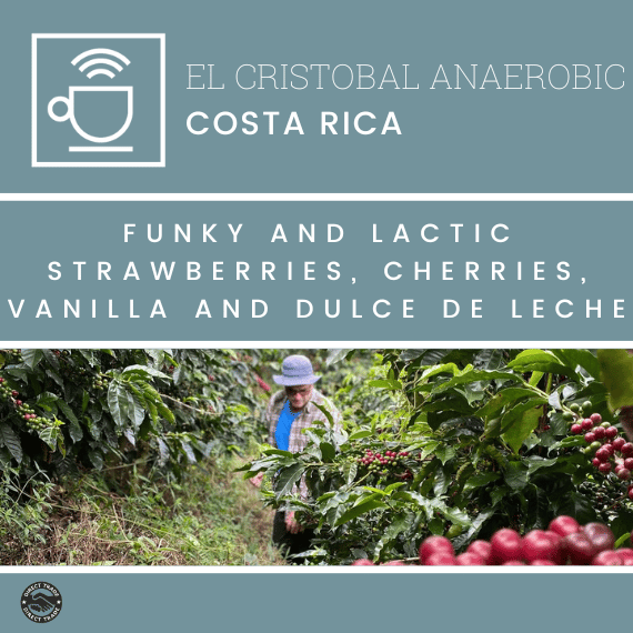 kaffelabel el cristobal anaerobic, costa rica, funky og cremet, jordbær, kirsebær, vanilje og dulce de leche, kaffefarmer blandt kaffetræer med bær på