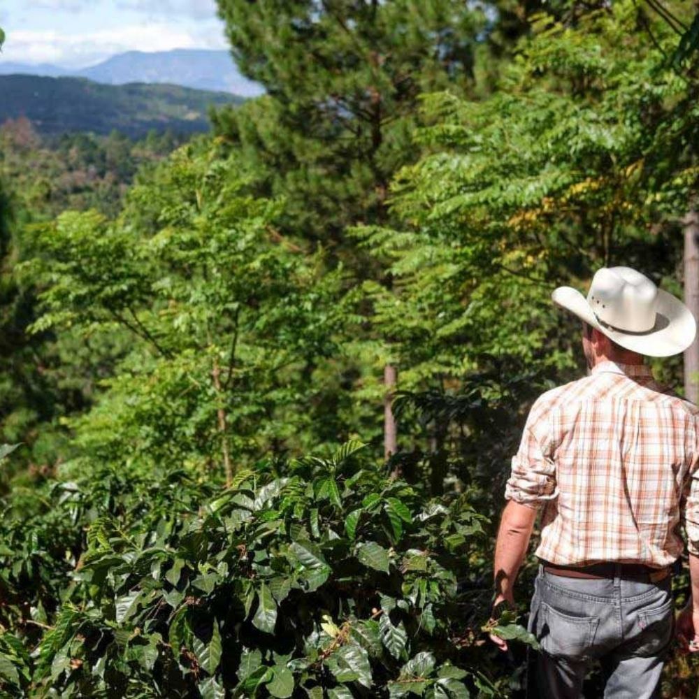 Kaffens fremtid i et turbulent miljø: Vejr, klima og skovlandbrug