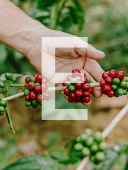 høst af kaffebær med bogstavet E 