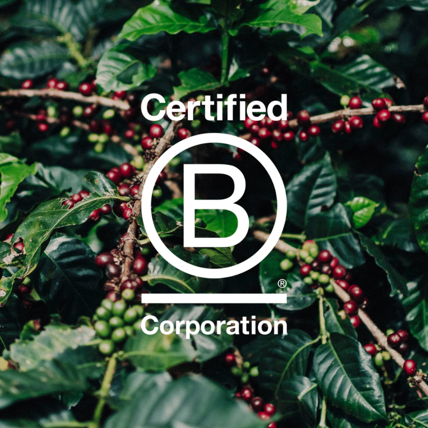 kaffebær på kaffetræ med b corp logo