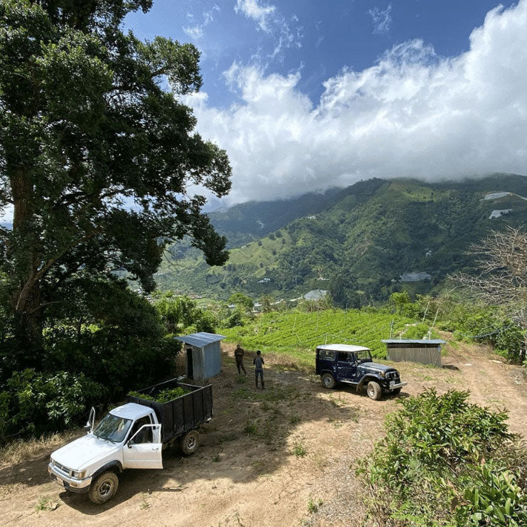 kaffelandskab i Costa Rica 